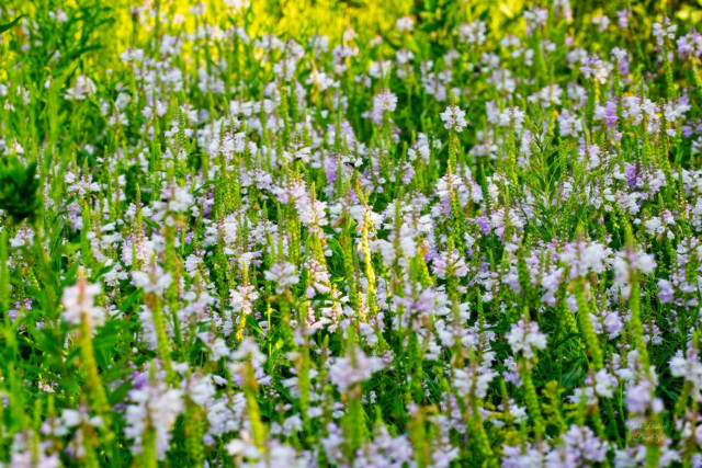 Obedient plant