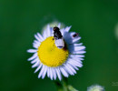 (Nemotelus kansensis) a Soldier fly