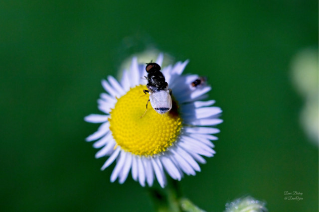 (Nemotelus kansensis) a Soldier fly