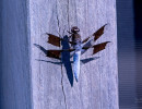 Common Whitetail (Plathemis lydia) dragonfly