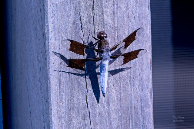 Common Whitetail (Plathemis lydia) dragonfly