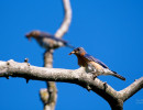 Eastern bluebird (Sialia sialis) pair bringing insects to the nest to feed their young