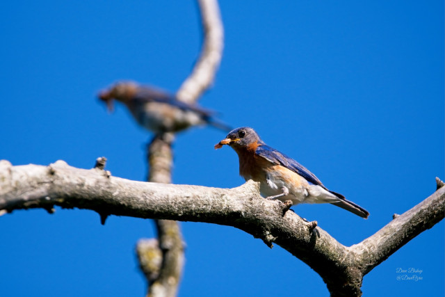Eastern bluebird (Sialia sialis) pair bringing insects to the nest to feed their young