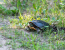 Painted Turtle (Chrysemys picta) laying eggs in the soil