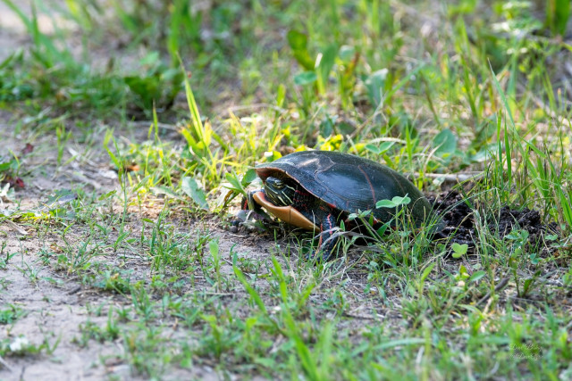 Painted Turtle (Chrysemys picta) laying eggs in the soil