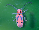 Red Milkweed Beetle (Tetraopes tetrophthalmus)