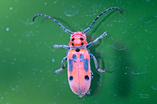 Red Milkweed Beetle (Tetraopes tetrophthalmus)