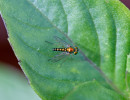 (Condylostylus flavipes) a Long-legged fly