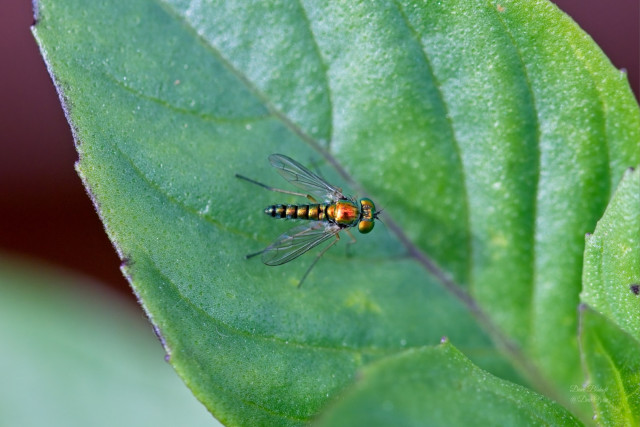 (Condylostylus flavipes) a Long-legged fly