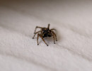 Jumping spider