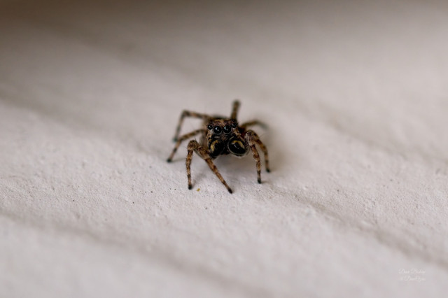 Jumping spider