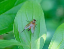 Marsh Snipe Fly (Rhagio tringarius) not native to North America