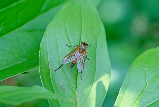 Marsh Snipe Fly (Rhagio tringarius) not native to North America