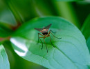 small native fly
