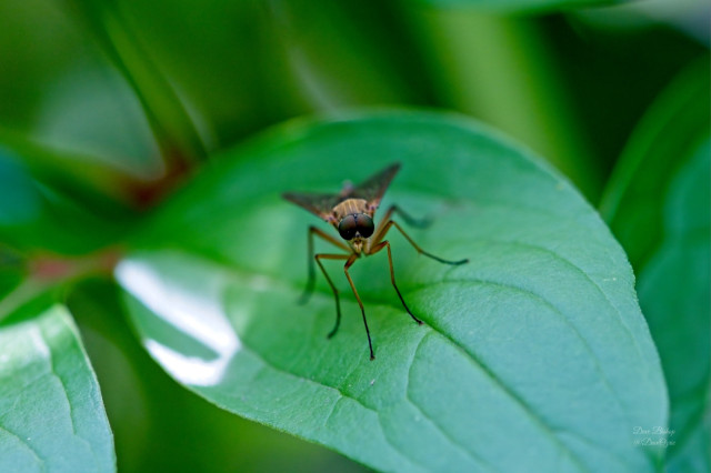small native fly