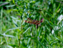Halloween Pennant (Celithemis eponina)