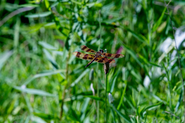 Halloween Pennant (Celithemis eponina)