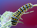 Black Swallowtail (Papilio polyxenes) caterpillar