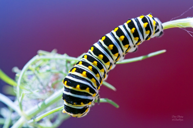 Black Swallowtail (Papilio polyxenes) caterpillar