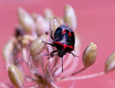 Twice-stabbed Stink Bug (Cosmopepla lintneriana)