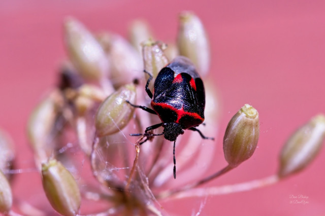 Twice-stabbed Stink Bug (Cosmopepla lintneriana)