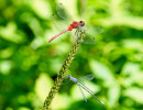 Dragonfly and damselfly