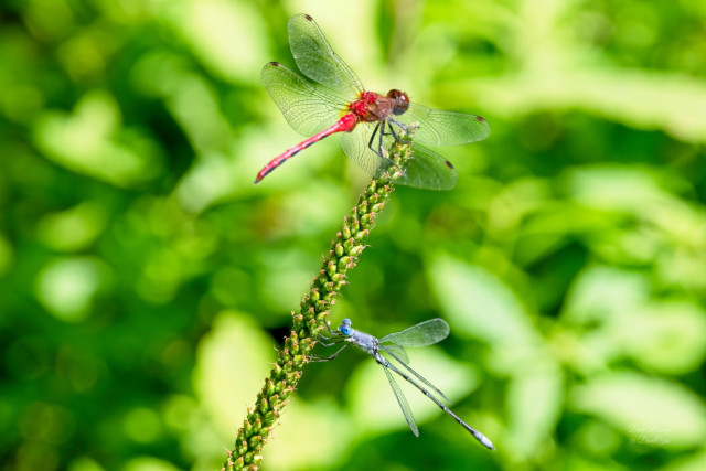 Dragonfly and damselfly