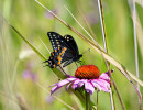Black Swallowtail (Papilio polyxenes) on Purple coneflower