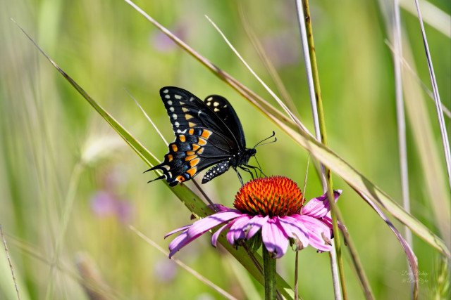 Black Swallowtail (Papilio polyxenes) on Purple coneflower