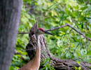 Sandhill Crane (Antigone canadensis)