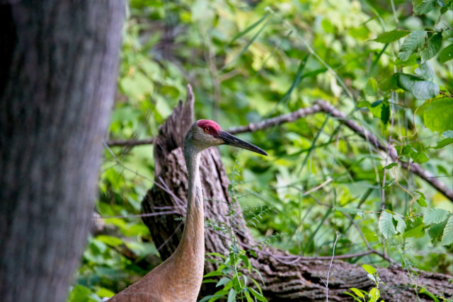 Sandhill Crane (Antigone canadensis)