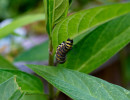 Monarch caterpillar (Danaus plexippus) on Swamp milkweed leaves