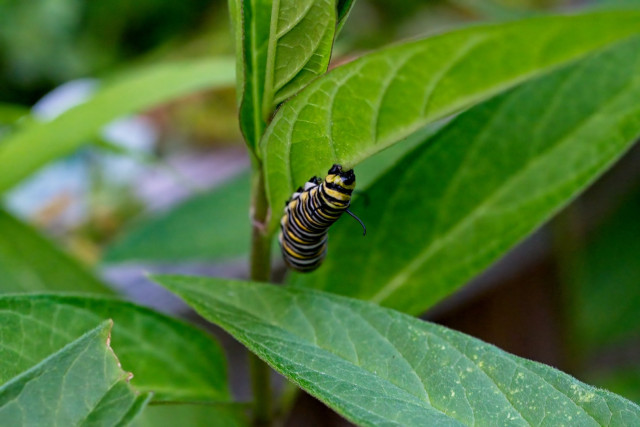 Monarch caterpillar (Danaus plexippus) on Swamp milkweed leaves