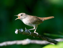 Northern House Wren (Troglodytes aedon)