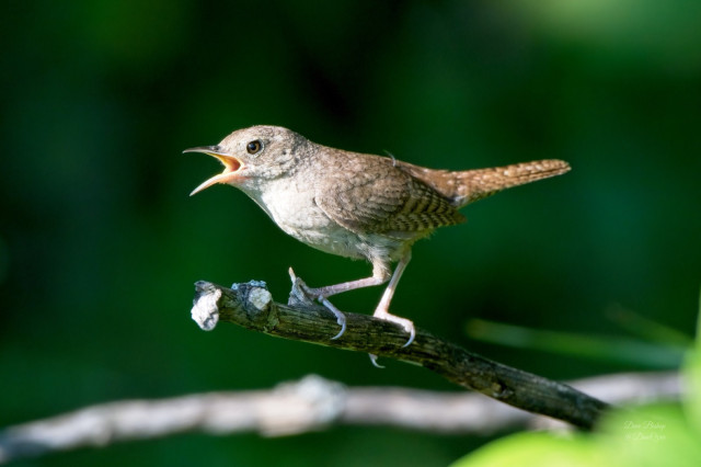Northern House Wren (Troglodytes aedon)