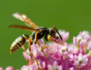 Northern Paper Wasp (Polistes fuscatus) on Swamp milkweed flowers