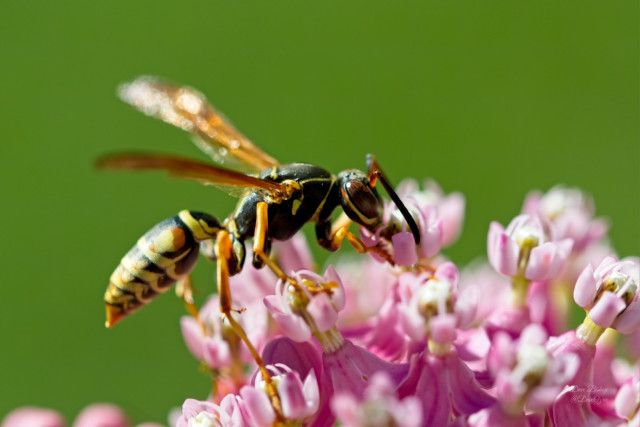 Northern Paper Wasp (Polistes fuscatus) on Swamp milkweed flowers