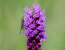 Yellow-collared Scape Moth (Cisseps fulvicollis) on Dense Blazing Star (Liatris spicata)