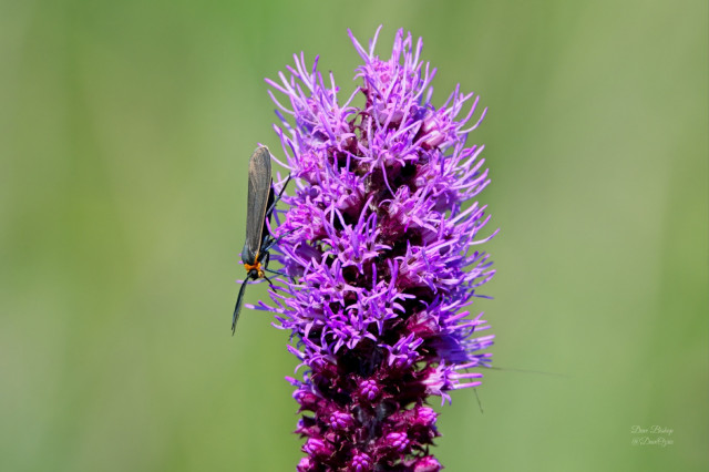 Yellow-collared Scape Moth (Cisseps fulvicollis) on Dense Blazing Star (Liatris spicata)