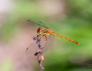 Autumn Meadowhawk (Sympetrum vicinum)