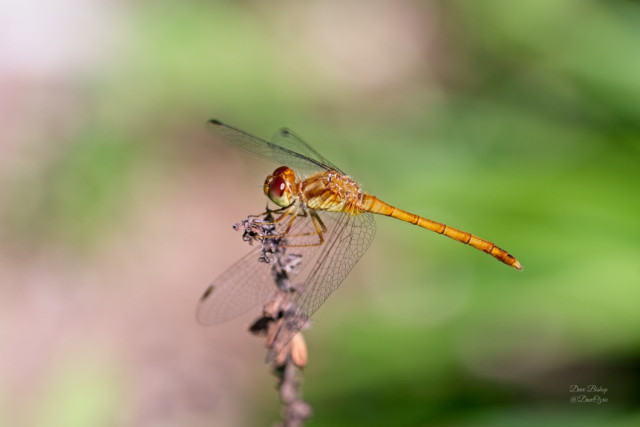 Autumn Meadowhawk (Sympetrum vicinum)