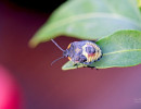 Green Stink Bug (Chinavia hilaris) 