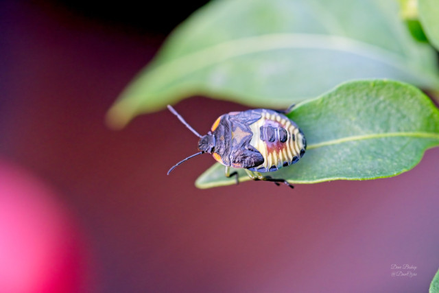 Green Stink Bug (Chinavia hilaris) 