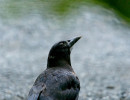 American Crow (Corvus brachyrhynchos)