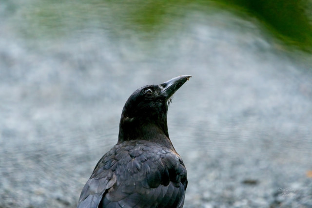 American Crow (Corvus brachyrhynchos)