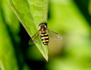 Eastern Flower Fly (Syrphus knabi)