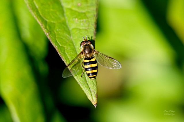 Eastern Flower Fly (Syrphus knabi)