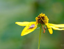 Leaf-footed bug