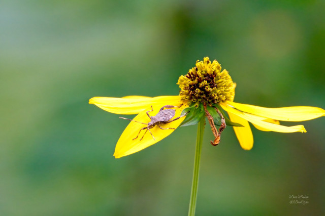 Leaf-footed bug