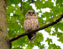 Barred Owl (Strix varia)